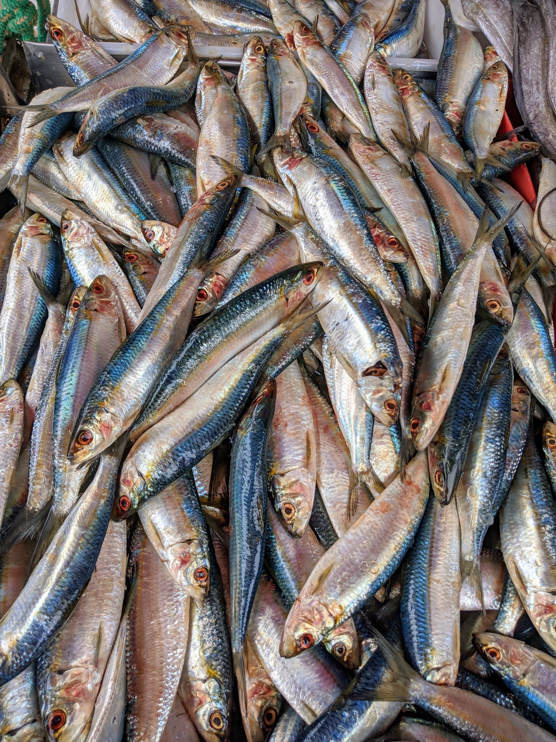 Whole silver sardines arranged for seafood trade